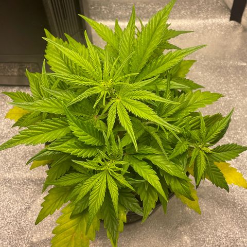 Banana Purple Punch Auto growlog photo: Started FF Trio grow big and big bloom