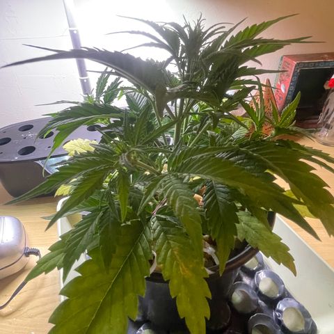 Banana Purple Punch Auto growlog photo: Started FF Trio grow big and big bloom