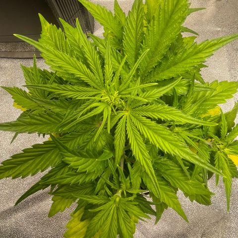 Banana Purple Punch Auto growlog photo: Started FF Trio grow big and big bloom