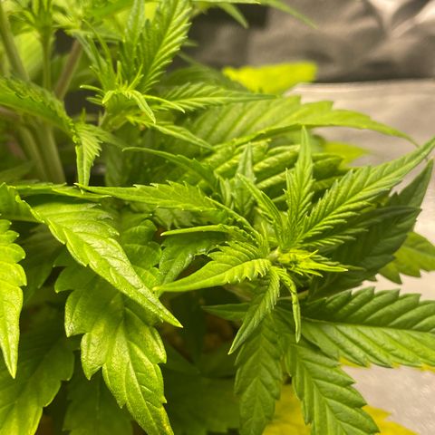 Banana Purple Punch Auto growlog photo: Started FF Trio grow big and big bloom