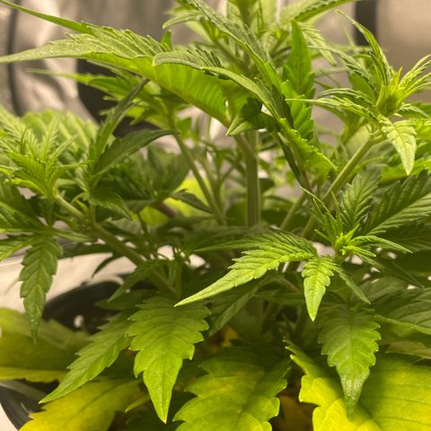 Banana Purple Punch Auto growlog photo: Started FF Trio grow big and big bloom