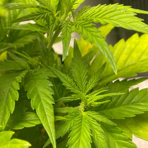 Banana Purple Punch Auto growlog photo: Started FF Trio grow big and big bloom