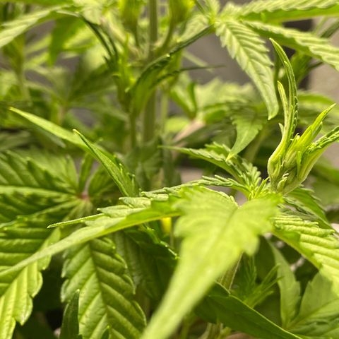 Banana Purple Punch Auto growlog photo: Water/ nuets GB 15ml /BB 15ml