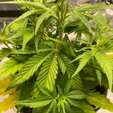 Banana Purple Punch Auto growlog photo: Water/ nuets GB 15ml /BB 15ml