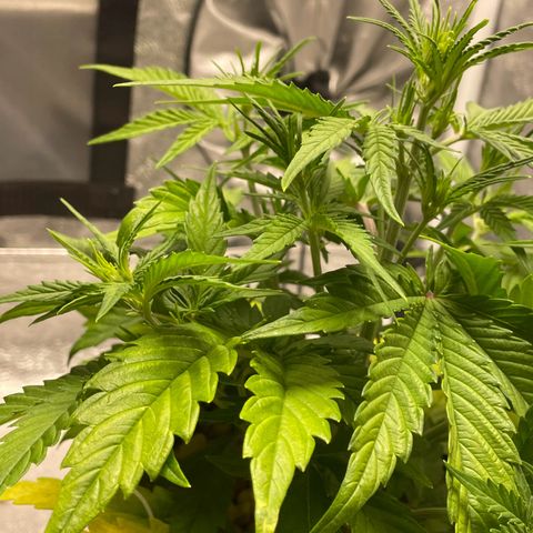 Banana Purple Punch Auto growlog photo: Water/ nuets GB 15ml /BB 15ml