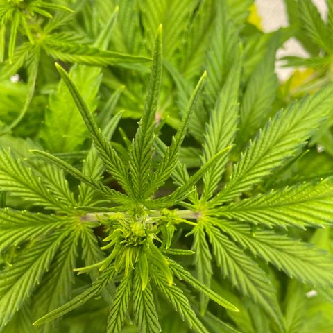 Banana Purple Punch Auto growlog photo: Water/ nuets GB 15ml /BB 15ml