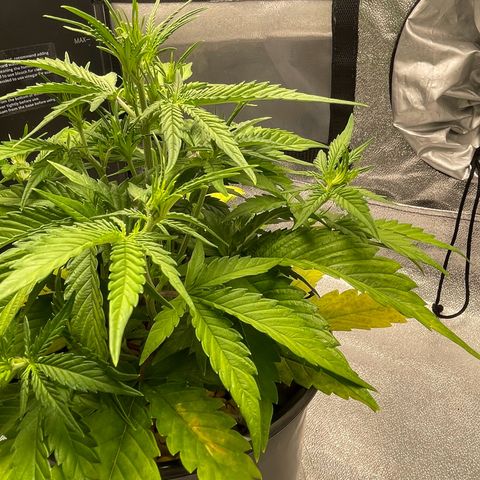 Banana Purple Punch Auto growlog photo: Water/ nuets GB 15ml /BB 15ml