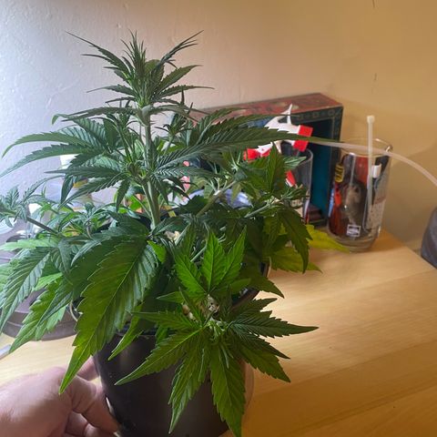 Banana Purple Punch Auto growlog photo: LST 