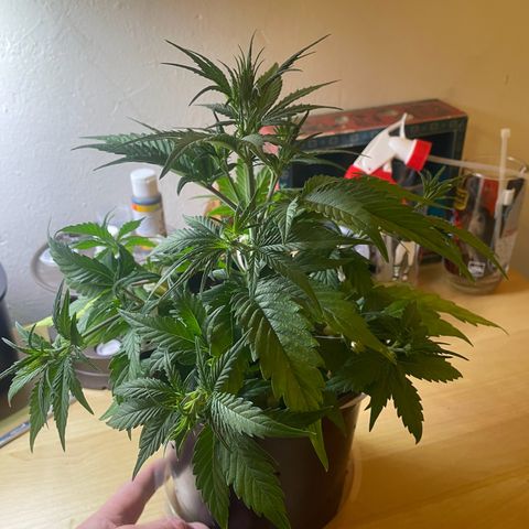 Banana Purple Punch Auto growlog photo: LST 