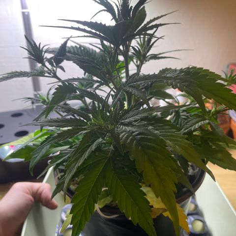 Banana Purple Punch Auto growlog photo: LST 