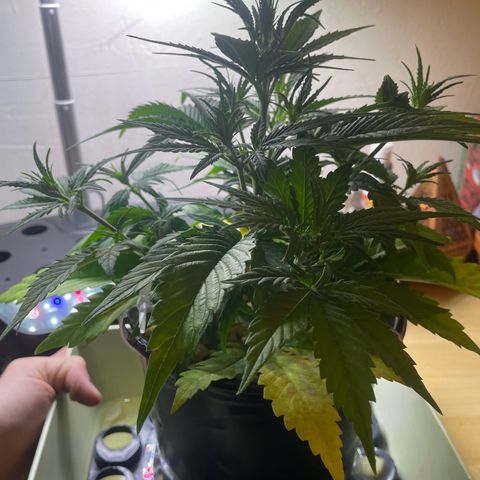 Banana Purple Punch Auto growlog photo: LST 