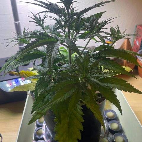 Banana Purple Punch Auto growlog photo: LST 