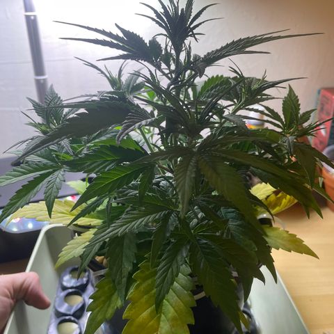 Banana Purple Punch Auto growlog photo: LST 