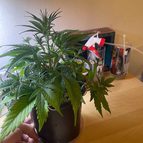 Banana Purple Punch Auto growlog photo: LST 