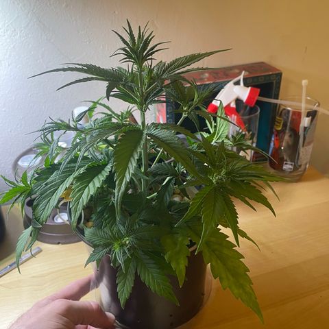 Banana Purple Punch Auto growlog photo: LST 