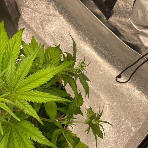 Banana Purple Punch Auto growlog photo: LST