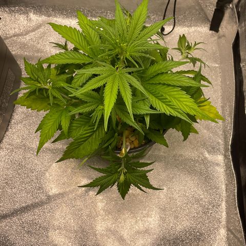Banana Purple Punch Auto growlog photo: LST
