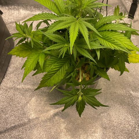 Banana Purple Punch Auto growlog photo: LST