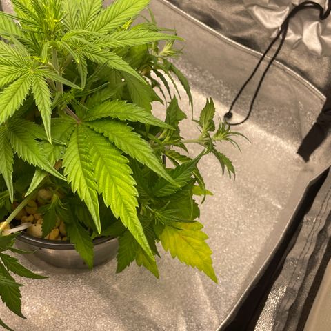 Banana Purple Punch Auto growlog photo: LST