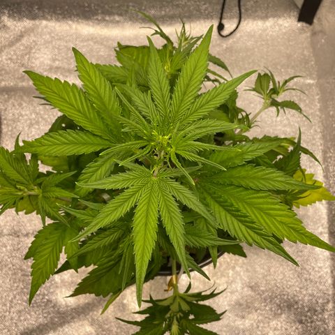 Banana Purple Punch Auto growlog photo: LST