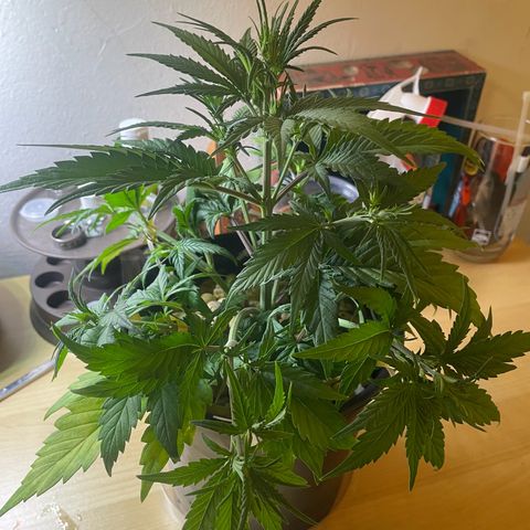 Banana Purple Punch Auto growlog photo: LST 