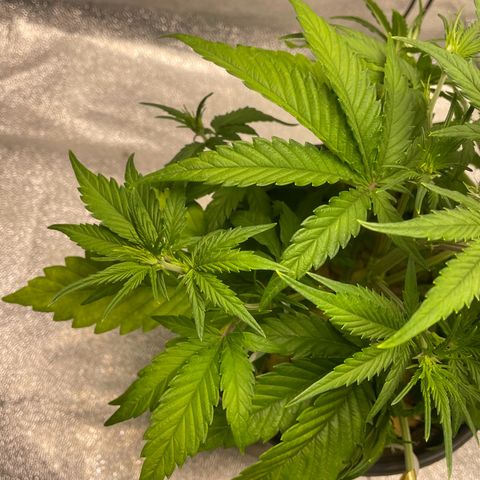 Banana Purple Punch Auto growlog photo: LST