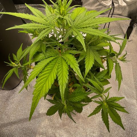 Banana Purple Punch Auto growlog photo: Removed sick yellow leaves