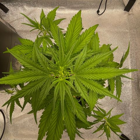 Banana Purple Punch Auto growlog photo: Removed sick yellow leaves
