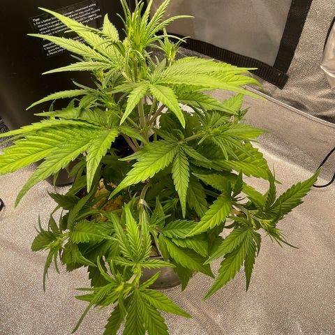 Banana Purple Punch Auto growlog photo: Removed sick yellow leaves