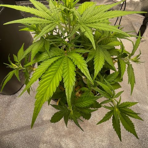 Banana Purple Punch Auto growlog photo: Removed sick yellow leaves
