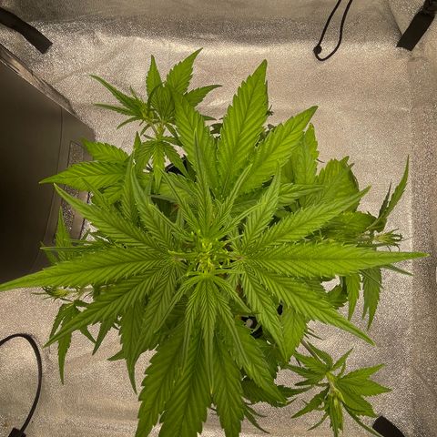 Banana Purple Punch Auto growlog photo: Removed sick yellow leaves
