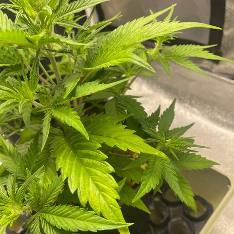 Banana Purple Punch Auto growlog photo: Day 2 LST