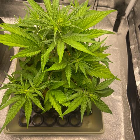 Banana Purple Punch Auto growlog photo: Day 2 LST