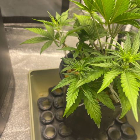 Banana Purple Punch Auto growlog photo: Day 2 LST