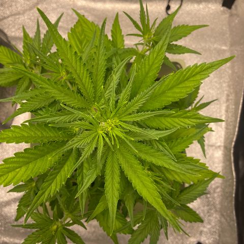 Banana Purple Punch Auto growlog photo: Day 2 LST