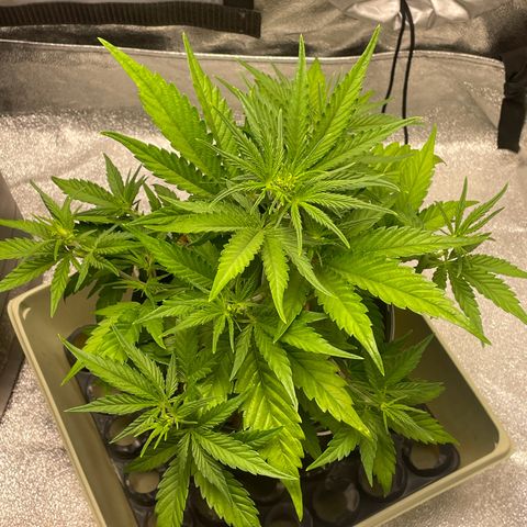 Banana Purple Punch Auto growlog photo: Day 2 LST