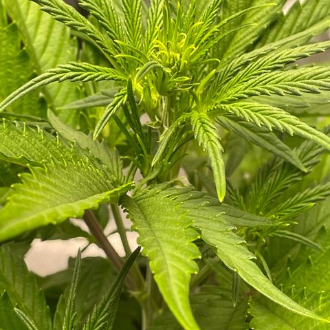Banana Purple Punch Auto growlog photo: Day 2 LST