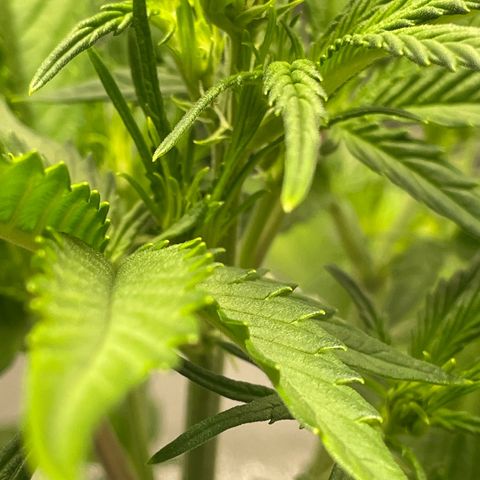 Banana Purple Punch Auto growlog photo: Day 2 LST