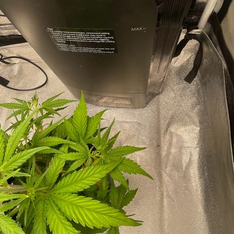 Banana Purple Punch Auto growlog timeline photo