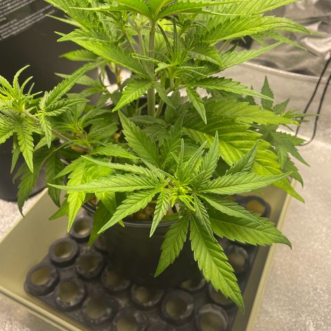 Banana Purple Punch Auto growlog photo: Day 2 LST