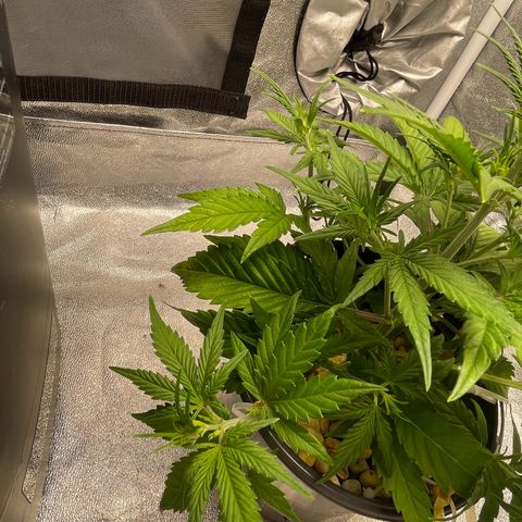 Banana Purple Punch Auto growlog timeline photo