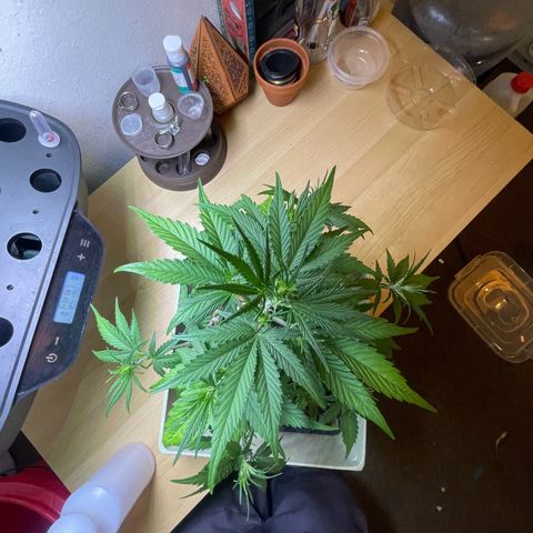 Banana Purple Punch Auto growlog photo: Leaf tuck