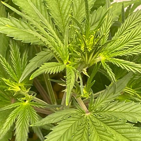 Banana Purple Punch Auto growlog photo: Leaf tuck