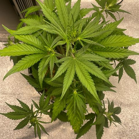 Banana Purple Punch Auto growlog photo: Leaf tuck