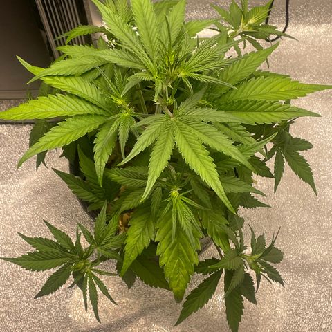 Banana Purple Punch Auto growlog photo: Leaf tuck