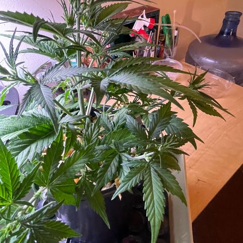 Banana Purple Punch Auto growlog photo: Leaf tuck
