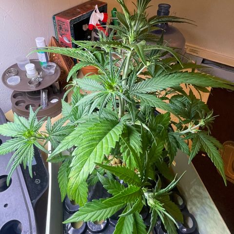 Banana Purple Punch Auto growlog photo: Leaf tuck