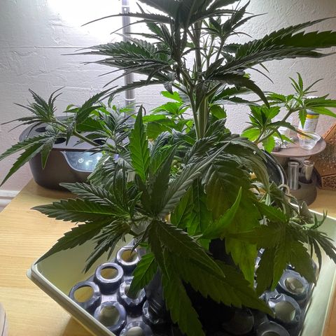 Banana Purple Punch Auto growlog photo: Leaf tuck LST plus CalMag 5ml And recharge 1 tbsp 