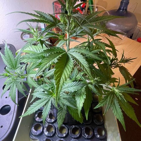 Banana Purple Punch Auto growlog photo: Leaf tuck LST plus CalMag 5ml And recharge 1 tbsp 