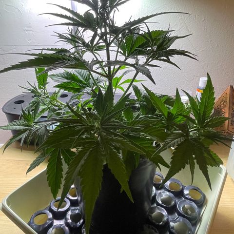 Banana Purple Punch Auto growlog photo: Leaf tuck LST plus CalMag 5ml And recharge 1 tbsp 
